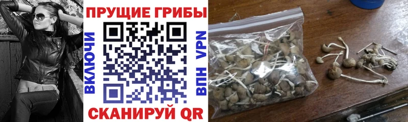 Купить закладки  Ужур  Псилоцибиновые грибы мицелий 